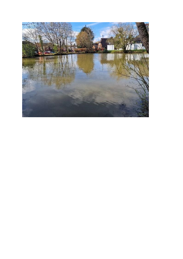 Beare Green Pond Clearance